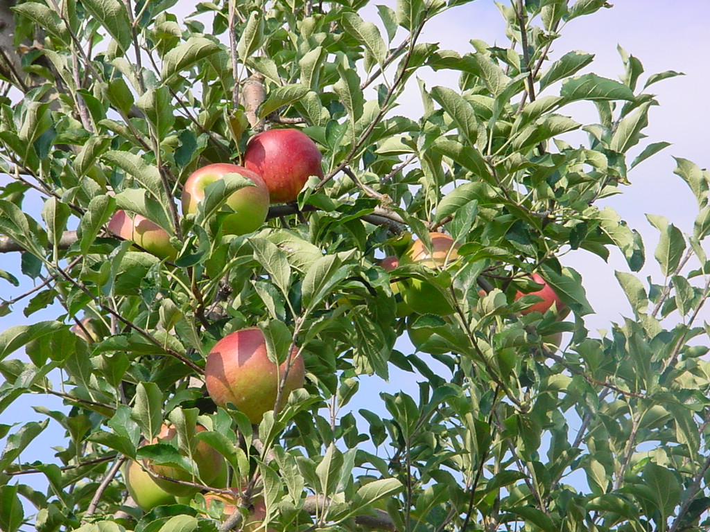 りんごの木.JPG
